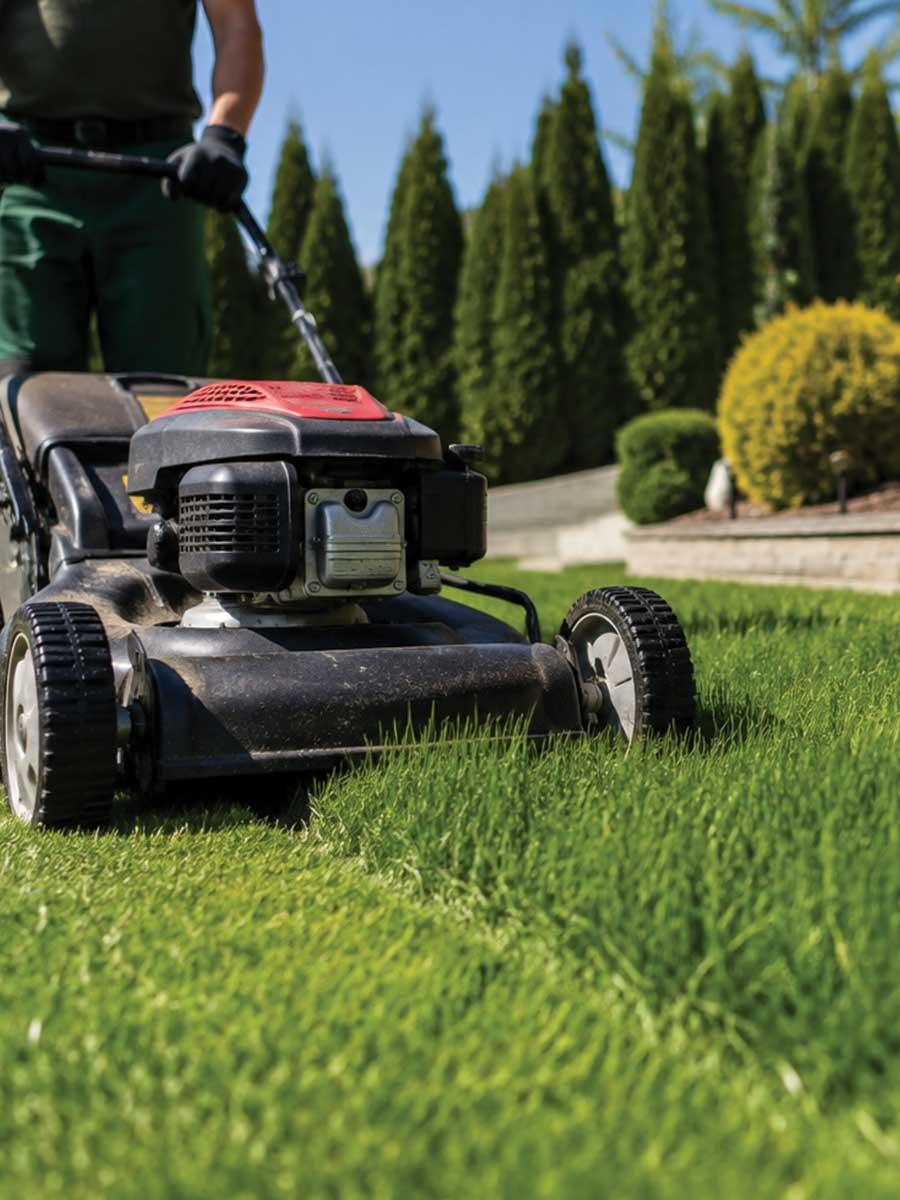 Crew member mowing a healthy green lawn beside a row of trimmed arborvitae and a stone retaining wall